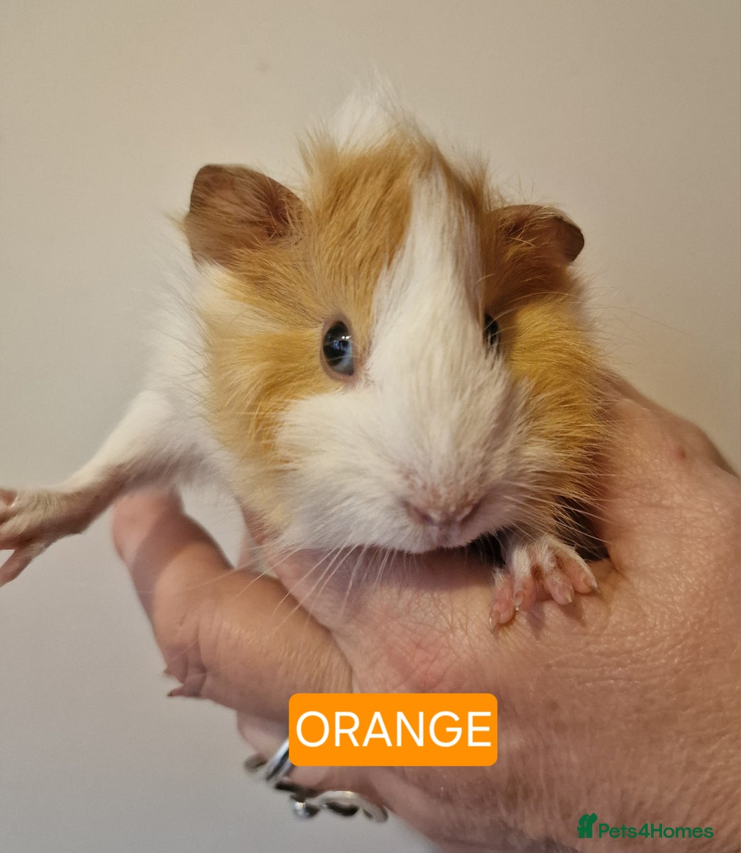 Guinea Pig rodents for sale: Female guinea pigs  - Advert 11