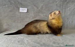Ferret rodents for sale: ✨Potential 2026 breeding✨ - Image 2