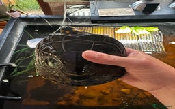 Turtle reptiles for sale: Yellow spotted Amazon river turtle  - Image 3