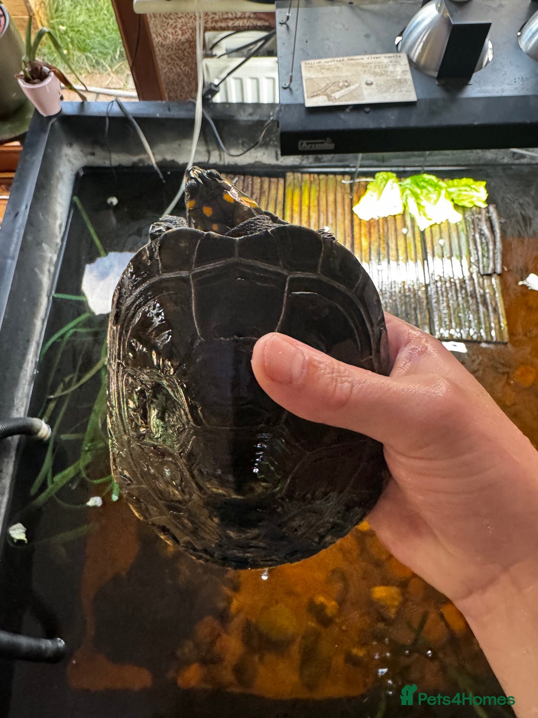 Turtle reptiles for sale: Yellow spotted Amazon river turtle  - Image 3