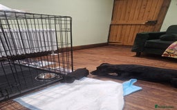 Patterdale Terrier dogs for sale: One female Patterdale Terrier pup - Advert 3