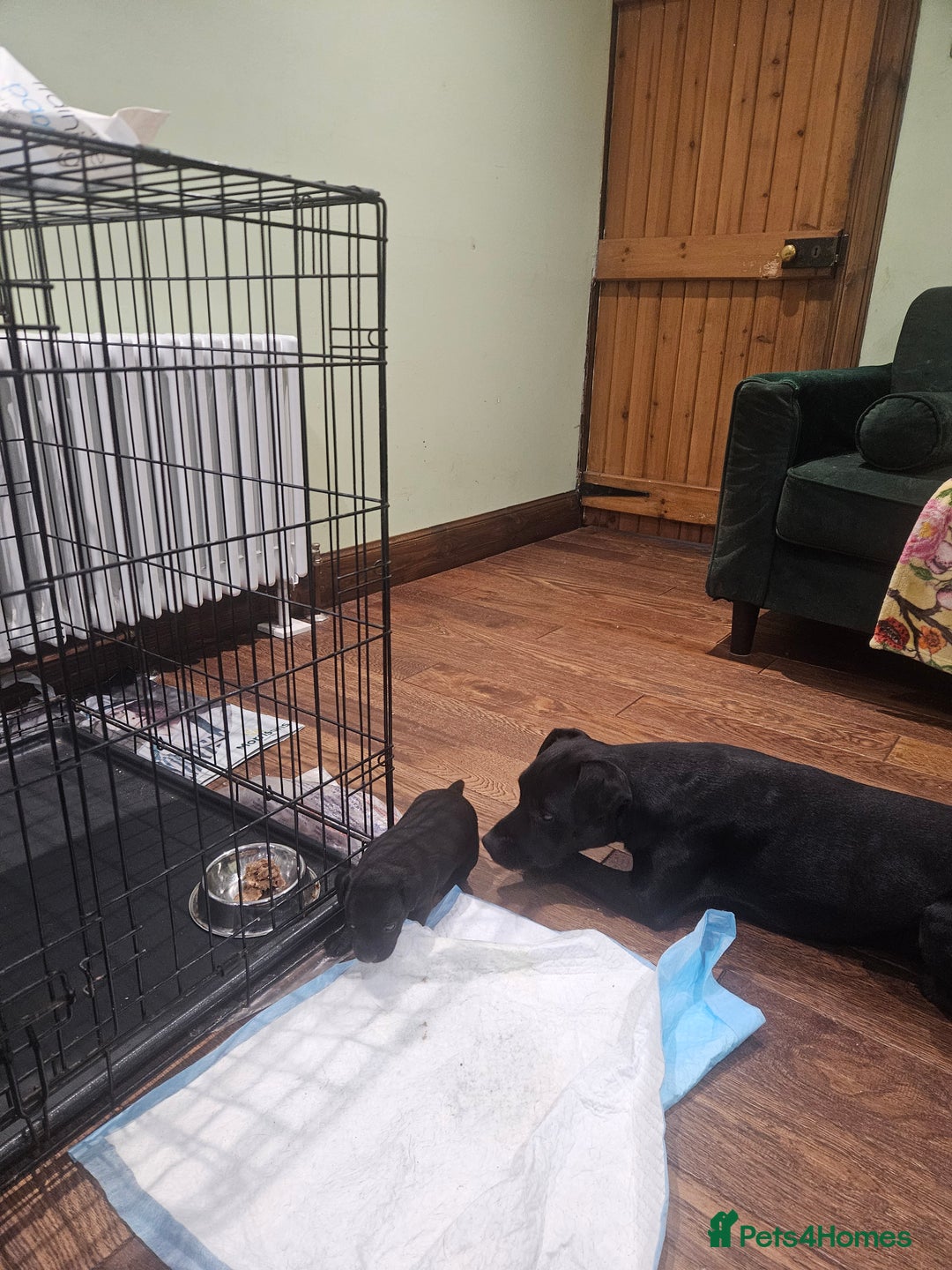 Patterdale Terrier dogs for sale: One female Patterdale Terrier pup - Advert 3