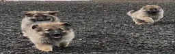German Shepherd dogs for sale: German Shepherd pups - Advert 6