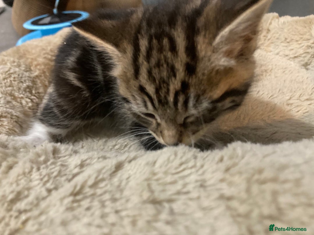Mixed Breed cats for sale: 🐾 2 Handsome 10 week old Male Kitten  - Advert 9