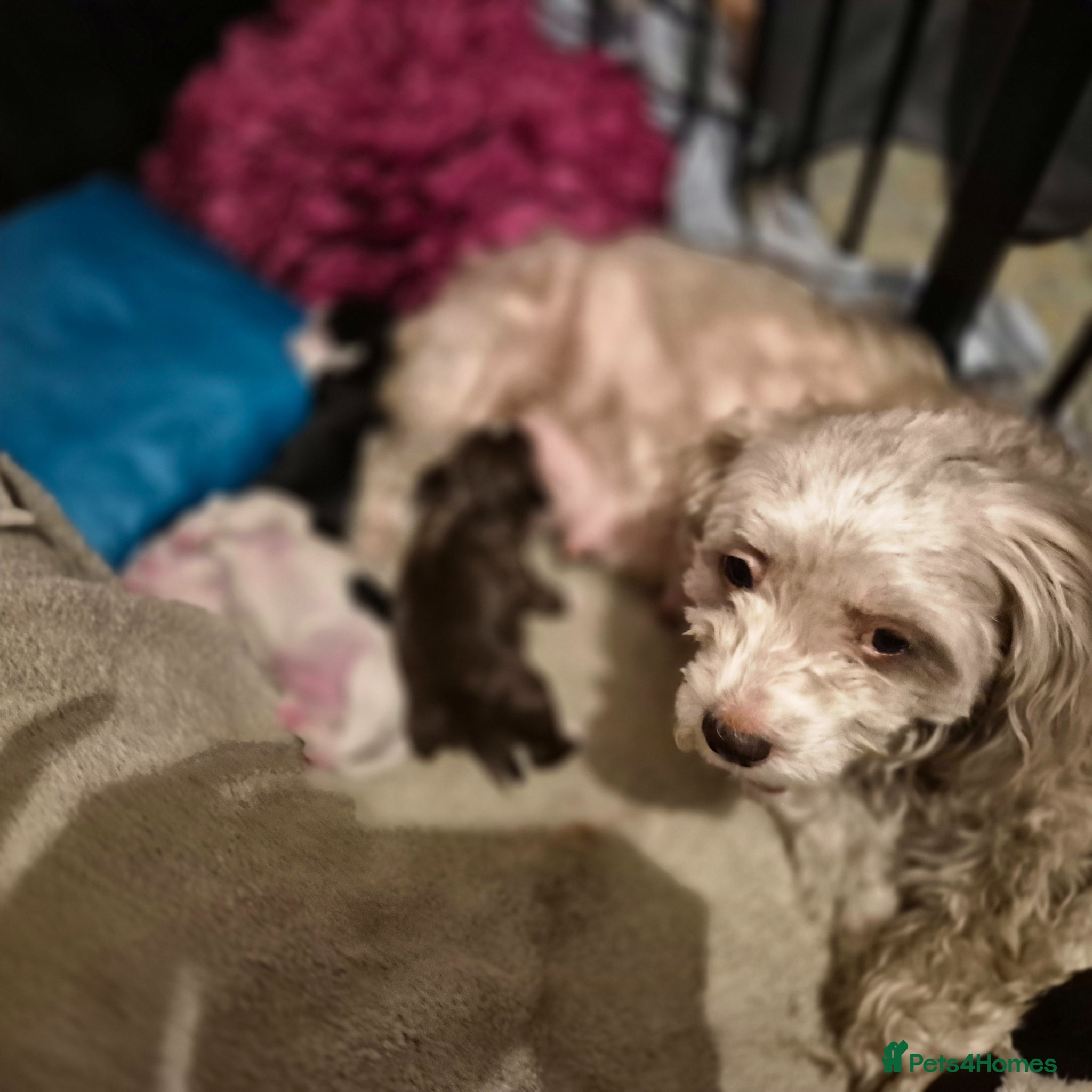 Maltipoo dogs maltipoo puppies 2 males  - Advert 1
