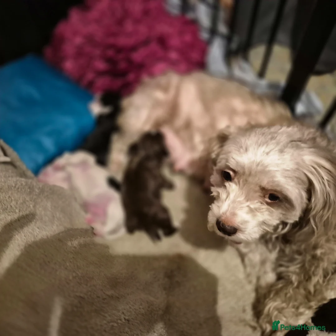 Maltipoo dogs for sale: maltipoo puppies 2 males  in Derby - Advert 1