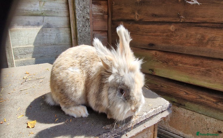 Lionhead rabbits - Advert 2