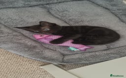 Ragdoll cats for sale: Gorgeous Ragdoll cross kittens  - Image 17
