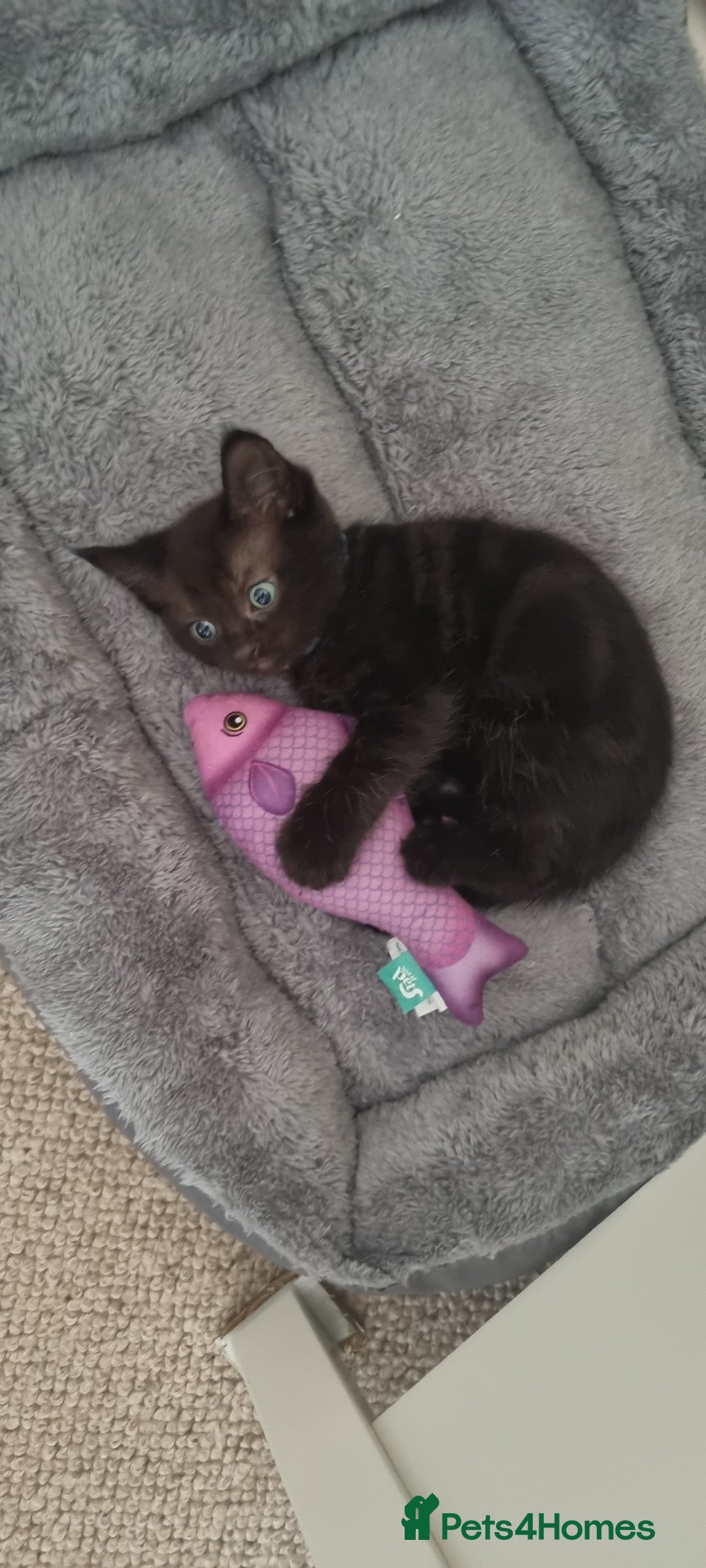 Ragdoll cats for sale: Gorgeous Ragdoll cross kittens  - Image 17