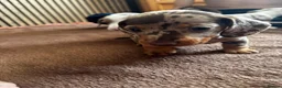 Miniature Dachshund dogs for sale: Tiny Miniature Dachshunds for sale!!!  - Advert 25