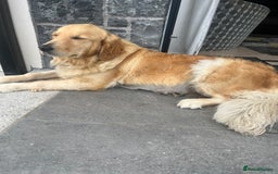 Golden Retriever dogs for sale: Stunning Golden Retriever Pups - Image 13