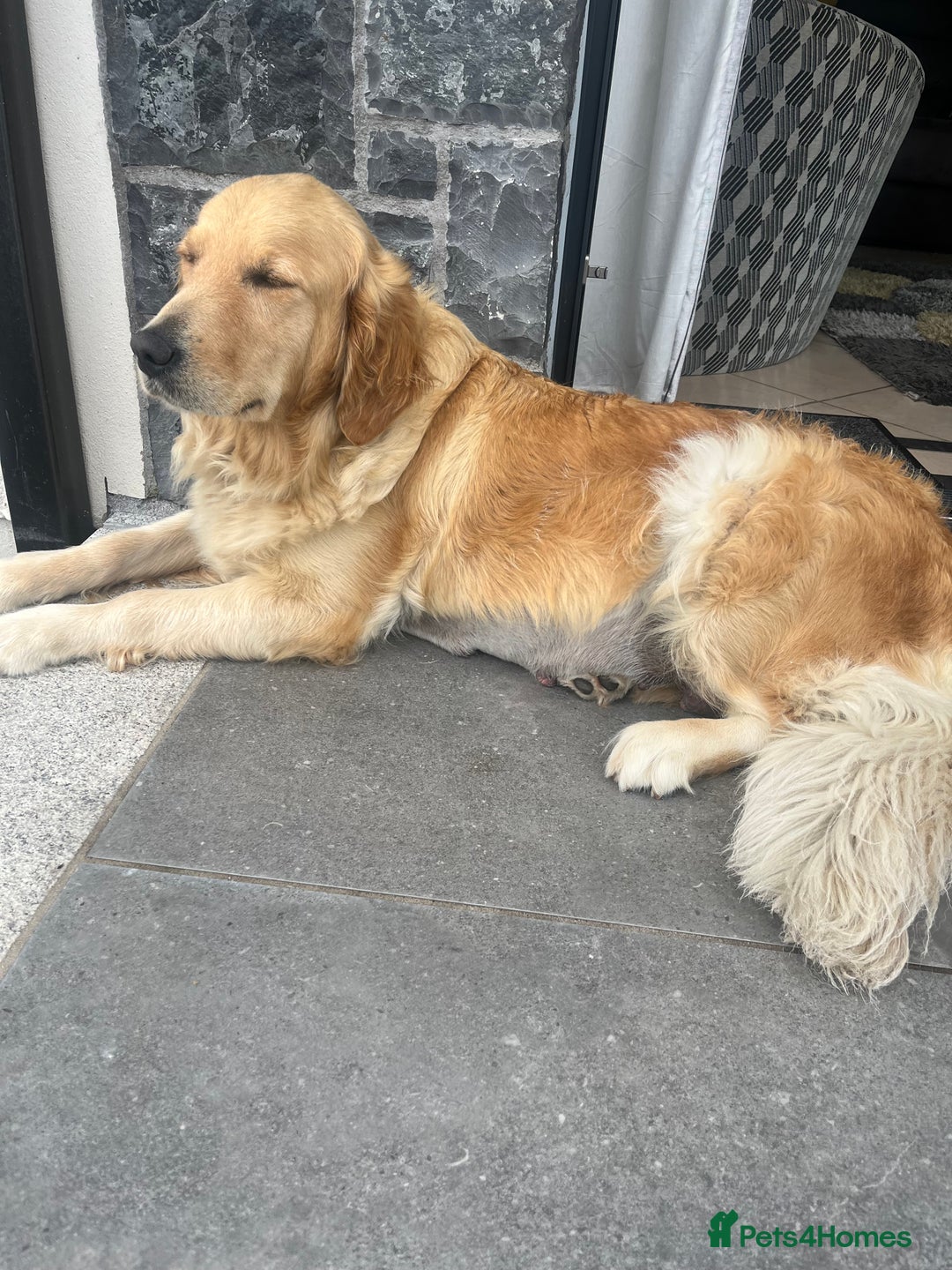 Golden Retriever dogs for sale: Stunning Golden Retriever Pups - Image 13