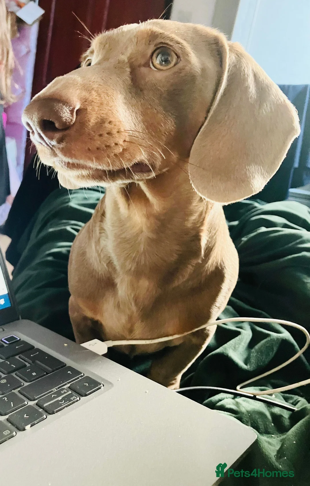 Miniature Dachshund dogs for stud: KCReg PRA,OI,DM Clear COI 0.0% Miniature Dachshund in Gunnislake - Advert 4