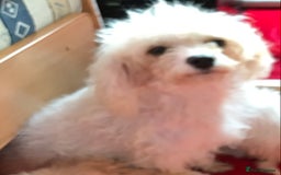 Cavapoo dogs for sale: Cavapoo puppy’s  - Image 4