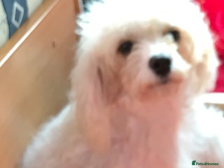 Cavapoo dogs - Advert 25