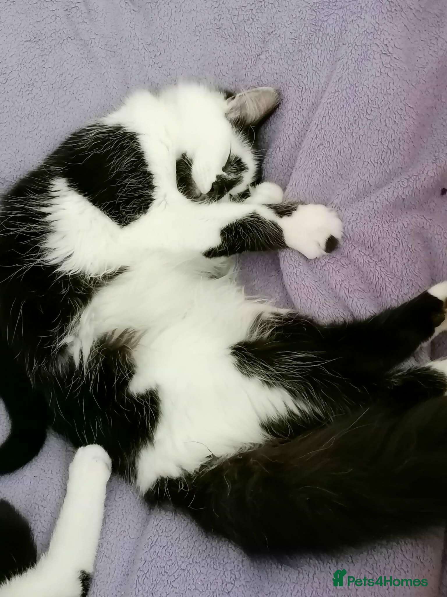 Mixed Breed cats Cat for rehoming  - Advert 6