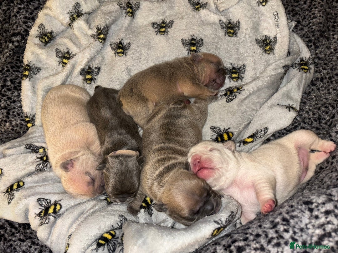 French Bulldog dogs for sale: French bulldog puppies  - Advert 3