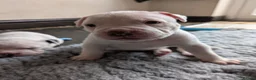 American Bulldog dogs for sale: American bulldog puppies - Advert 18