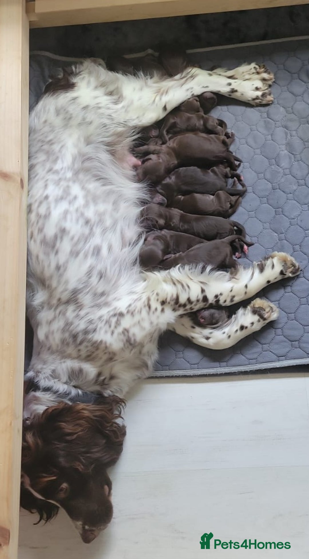 Sproodle dogs for sale: Gorgeous F1 Chocolate Sproodle Puppies - Image 3
