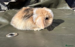 Mini Lop rabbits for sale: STUNNING baby mini lops - Image 7