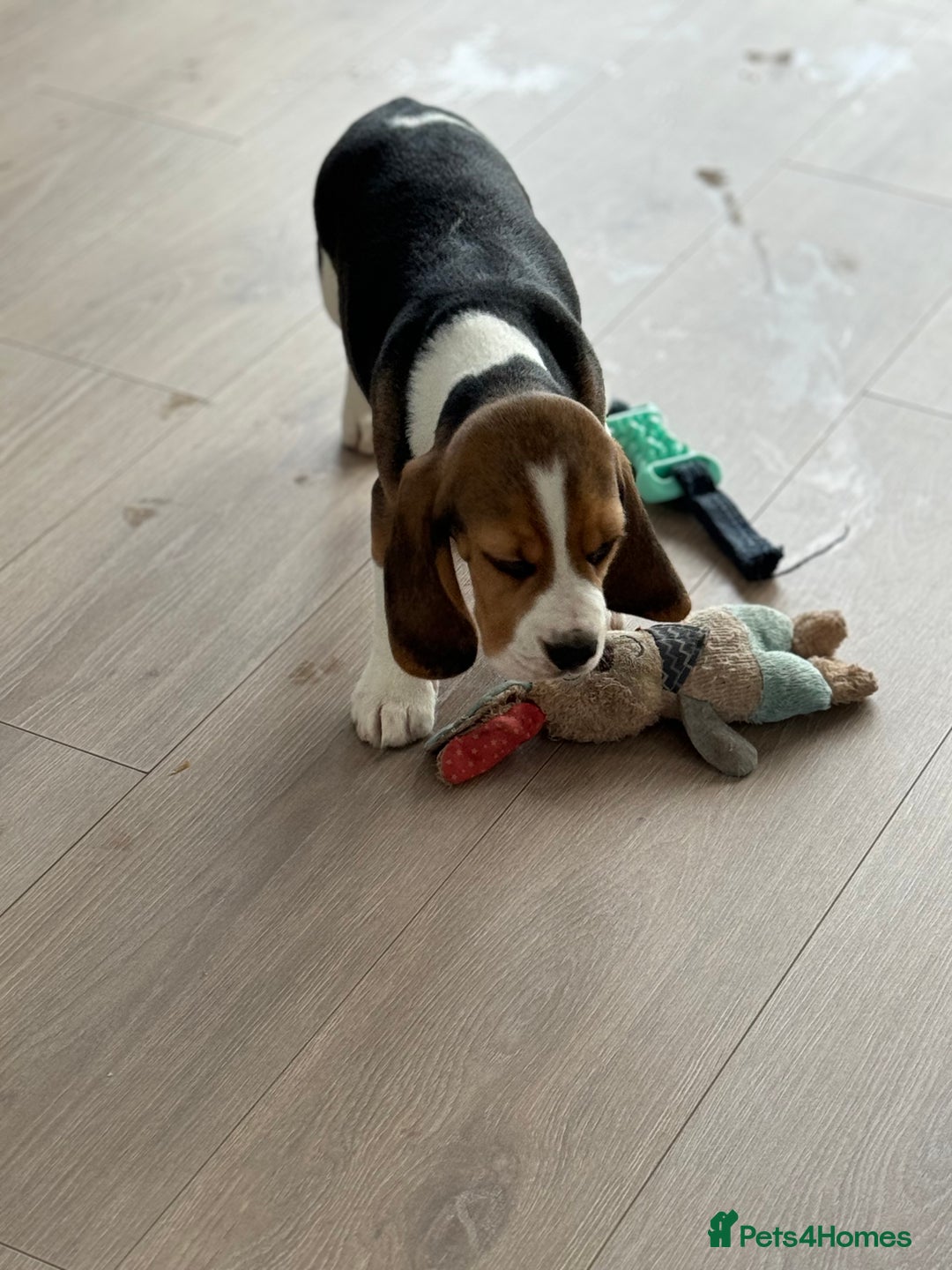 Beagle dogs for sale: STUNNING KC 5GEN TRI COLOUR BEAGLE PUP - Image 13
