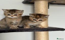 British Shorthair cats for sale: Beautiful GCCF kittens from champion lines  - Image 12