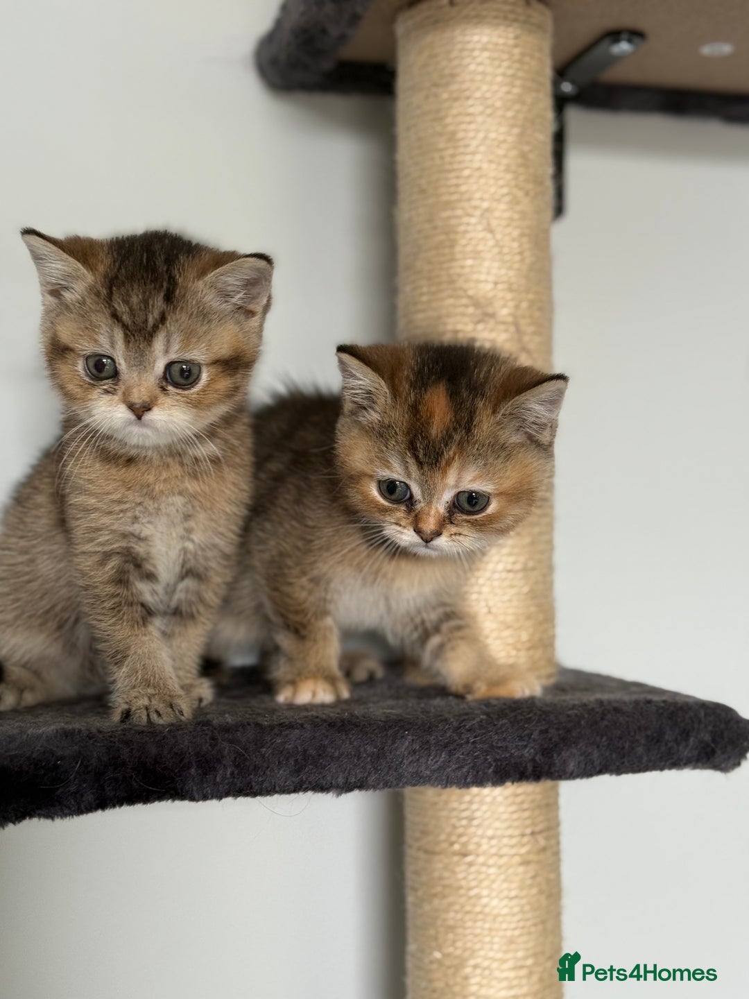 British Shorthair cats for sale: Beautiful GCCF kittens from champion lines  - Image 12