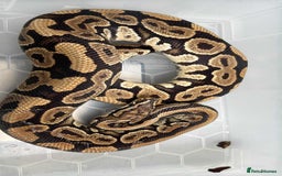 Snake reptiles for sale: Royal python adults  - Advert 1