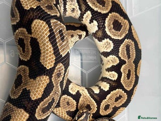Snake reptiles - Advert 3