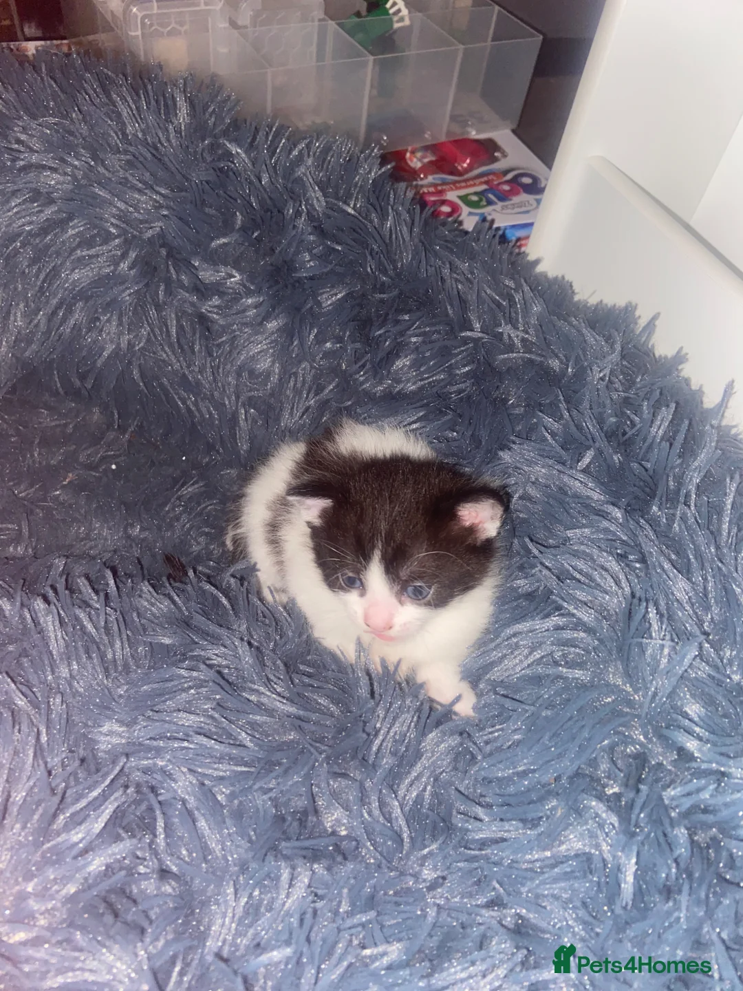 British Shorthair cats for sale: Kittens for sale in Liverpool - Advert 7