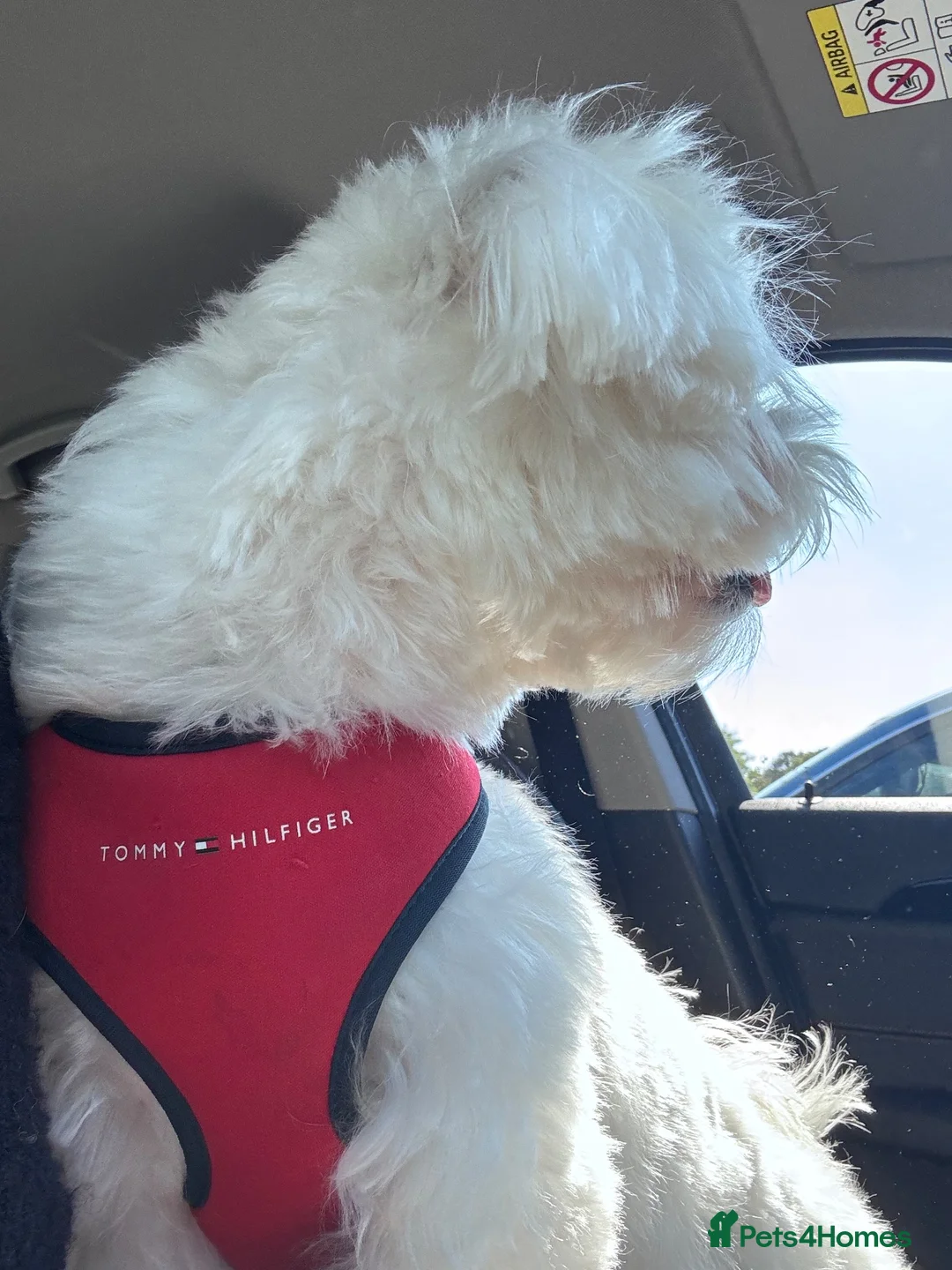 Maltese dogs for stud: Male for Stud in Manchester - Advert 4