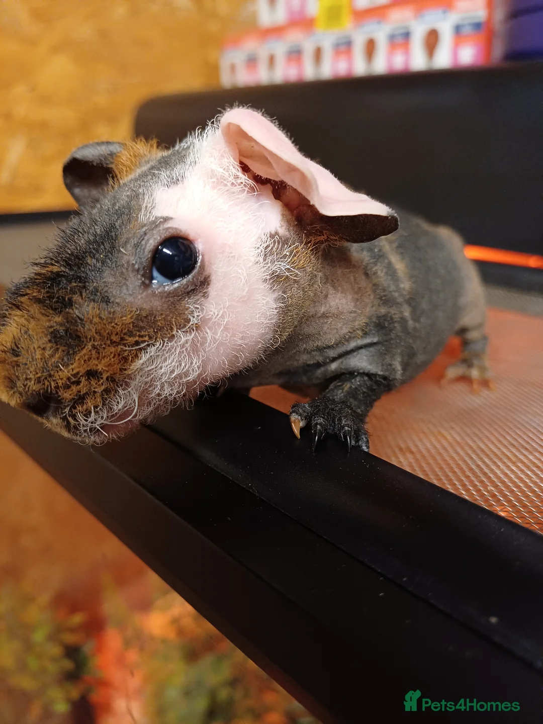 Guinea Pig rodents for sale: 2  baby male Skinny pigs. Brothers - Advert 10