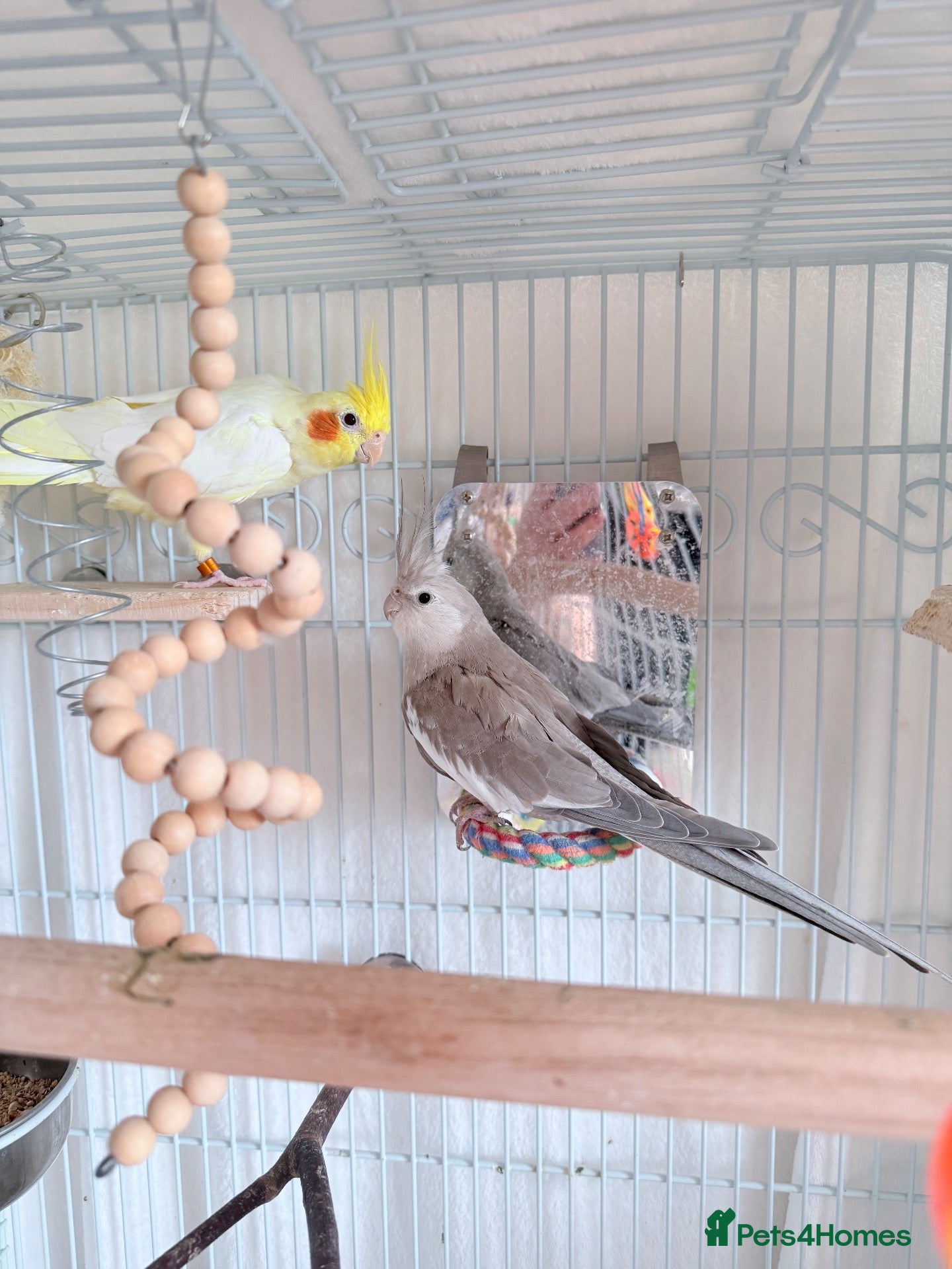 Cockatiels birds Pair of cockatiels  - Advert 1
