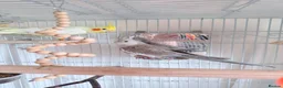 Cockatiels birds for sale: Pair of cockatiels  in Hartlepool - Advert 1