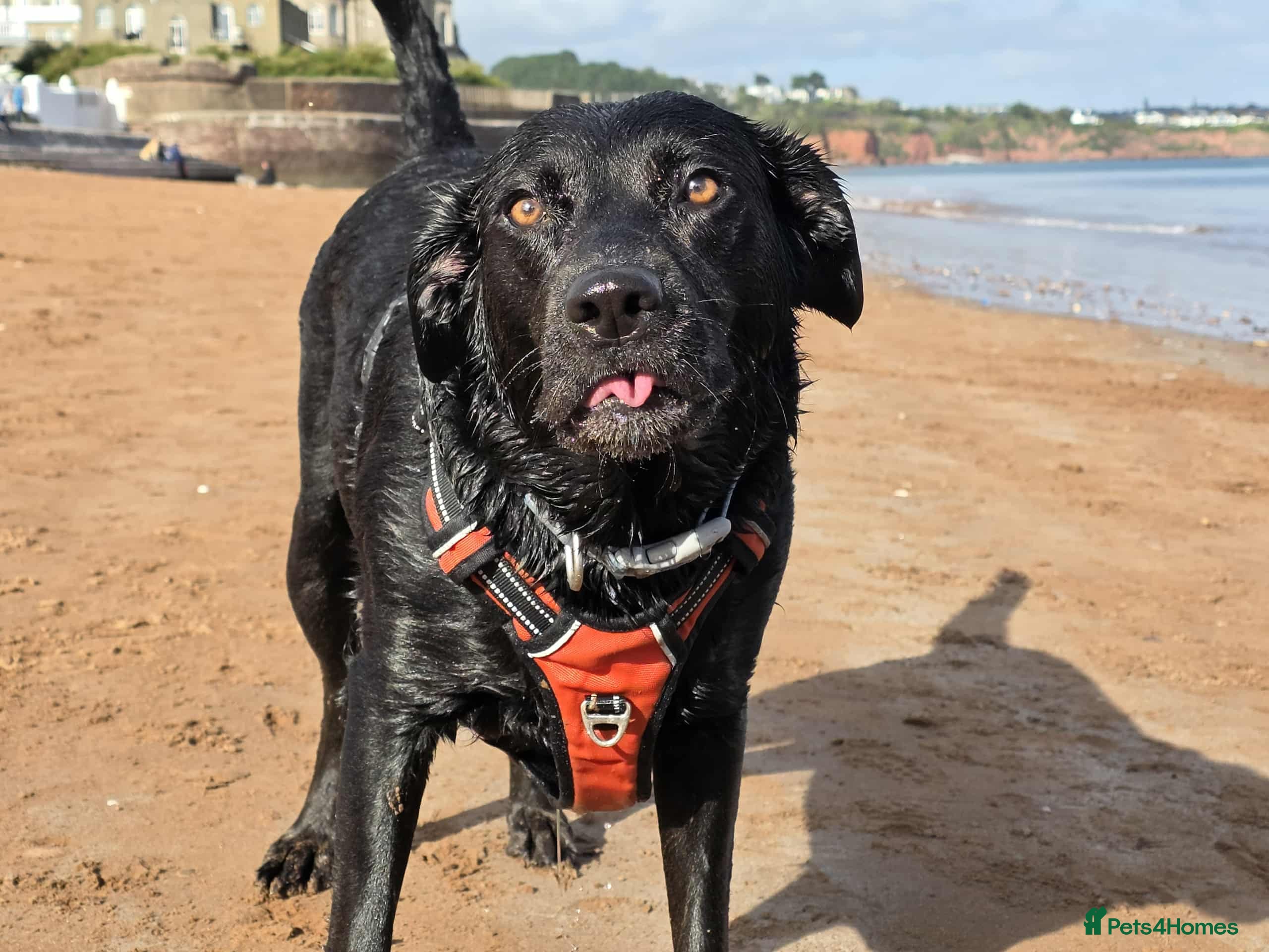 Mixed Breed dogs Black, female Labrador cross  - Advert 6