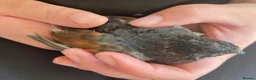 Quail poultry for sale: Chinese Painted/Button Quail Eggs for Sale - Advert 11