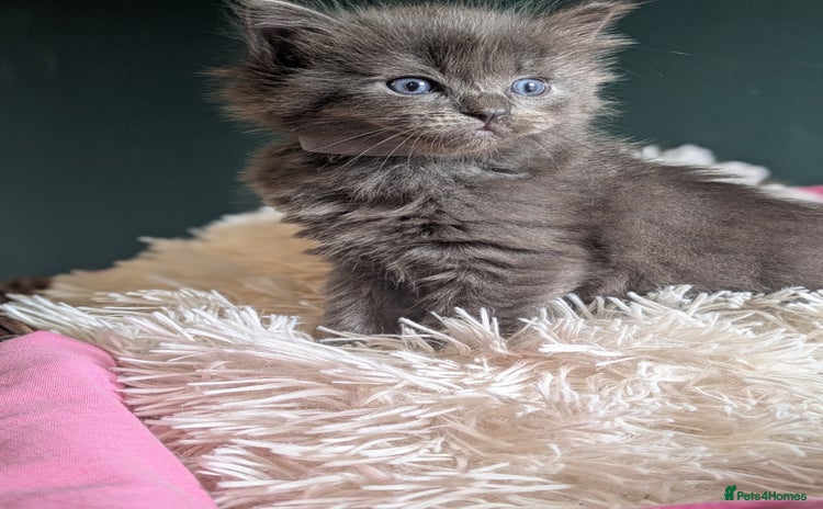 Ragdoll cats - Advert 11