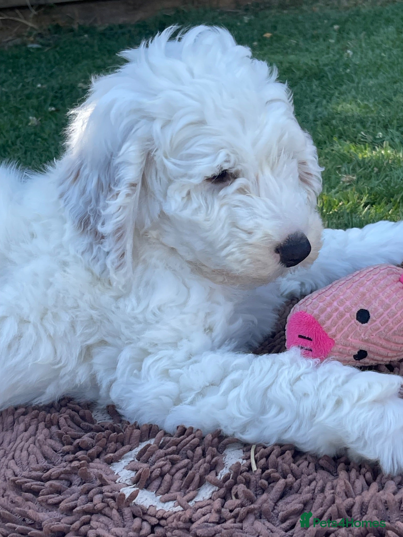 Australian Labradoodle dogs for sale: Australian Labradoodle Puppies, Ready to leave - Advert 1