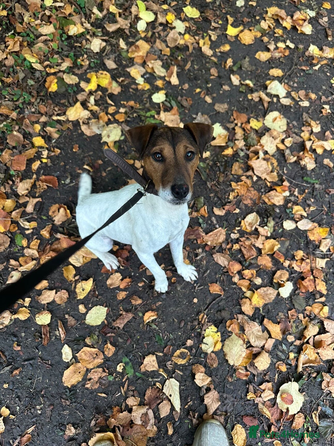 Jack Russell dogs for sale: 1 beautiful puppy left  - Advert 4