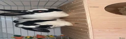 Mixed Breed rabbits for sale: Two female rabbits(Pair only) in Dukinfield - Advert 5