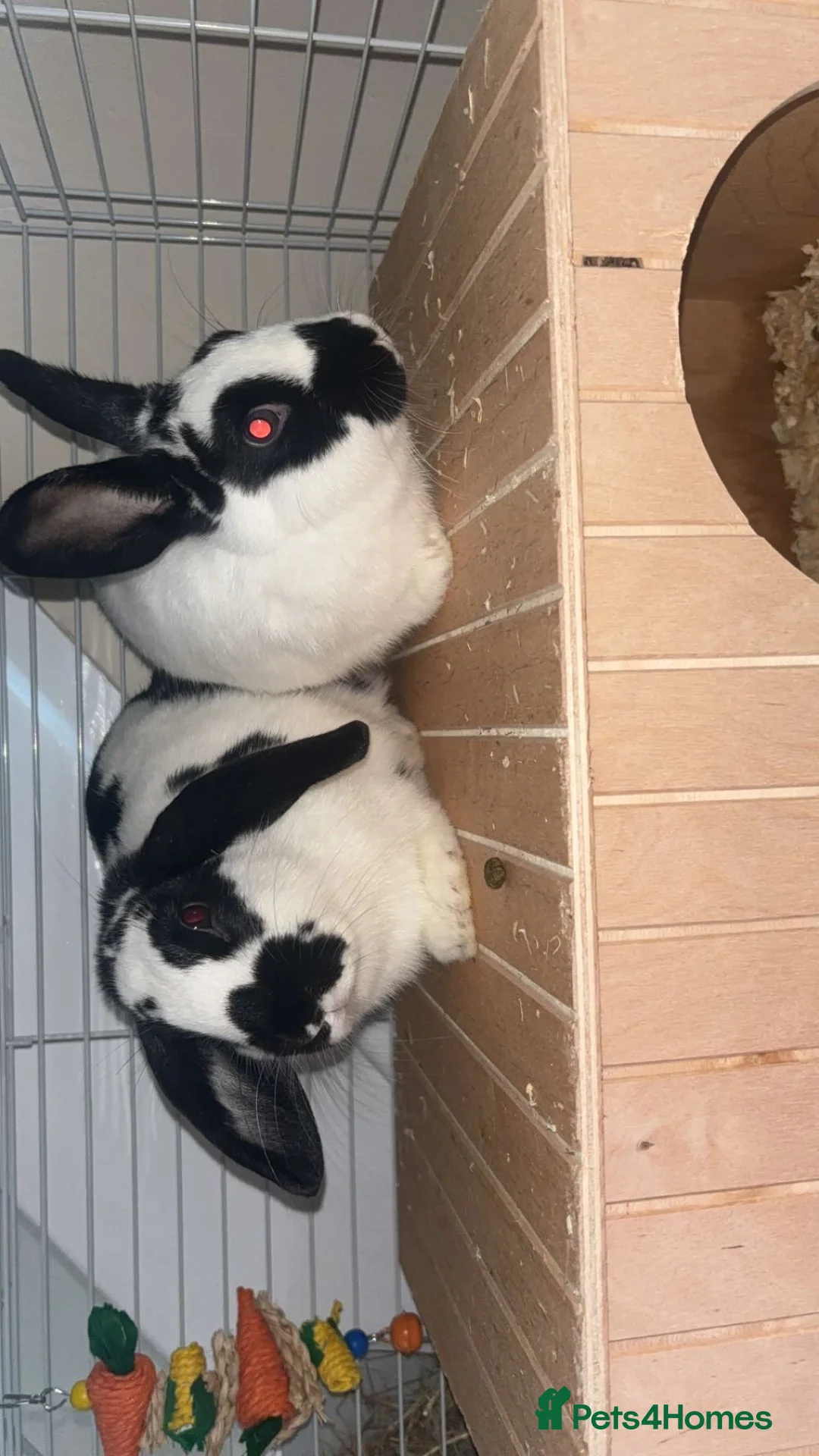 Mixed Breed rabbits for sale: Two female rabbits(Pair only) in Dukinfield - Advert 5