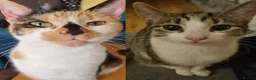 Mixed Breed cats for sale: Six Kittens For Sale - Advert 8