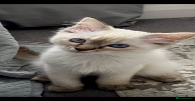 Ragdoll cats - Advert 7