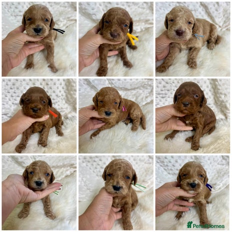 Goldendoodle dogs Outstanding quality fully tested Goldendoodle pups - Advert 16