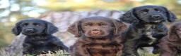 Cocker Spaniel dogs for sale: Gorgeous KC Reg Cocker Spaniels for Forever Homes - Advert 1