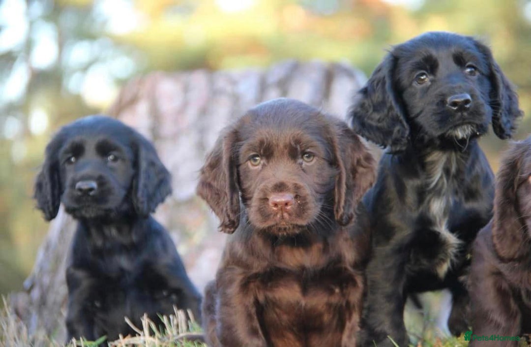 Cocker Spaniel dogs for sale: Gorgeous KC Reg Cocker Spaniels for Forever Homes - Advert 1