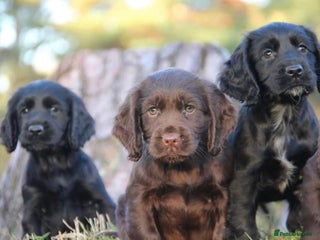 Cocker Spaniel dogs Gorgeous KC Reg Cocker Spaniels for Forever Homes - Advert 4