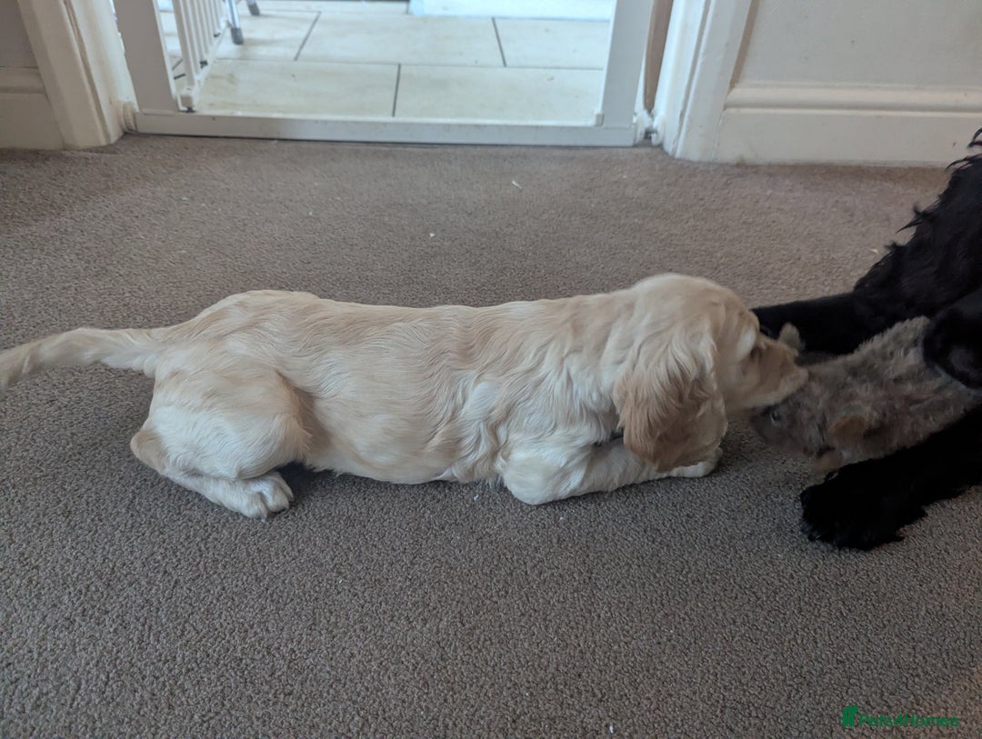 Cocker Spaniel dogs for sale: Working Cocker Spaniel puppies - Advert 32