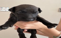 Italian Greyhound dogs for sale: Beautiful Italian Greyhound puppies for sale  - Image 18