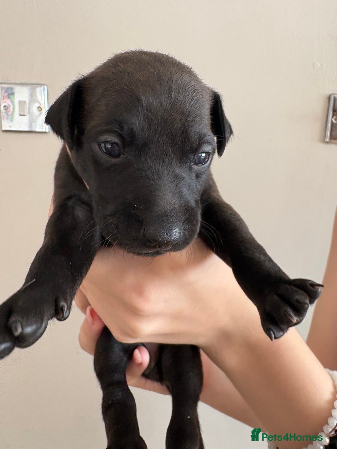 Italian Greyhound dogs for sale: Beautiful Italian Greyhound puppies for sale  - Image 18
